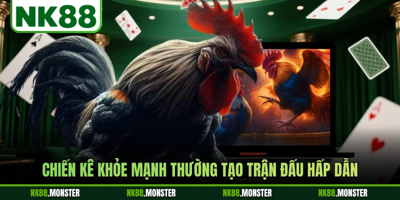 Chiến kê khỏe mạnh thường tạo trận đấu hấp dẫn